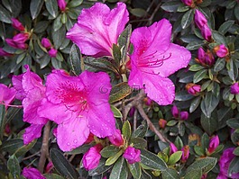 杜鹃,花卉,粉红色