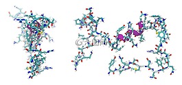 腎上腺髓質素,多肽,分子