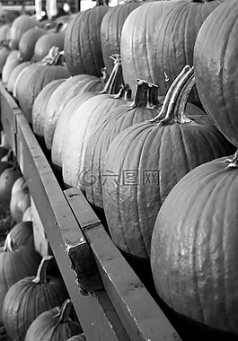 pumpins,秋天,黑色和白色