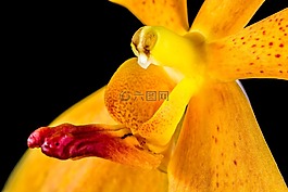 蘭花,花,開花