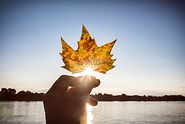 秋季,葉子,太陽