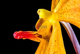 蘭花,花,開花