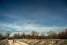 徑,行走,鳥(niǎo)