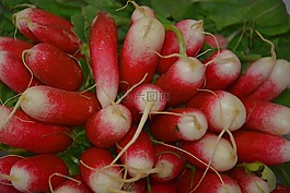 萝卜,蔬菜,花园