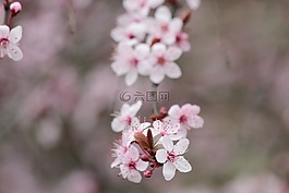 櫻桃,開花,樹
