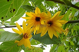 花,黃色,性質(zhì)