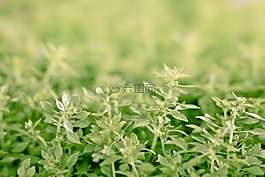 中藥,市場,自然