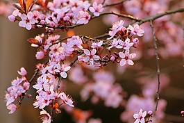櫻桃,開花,樹
