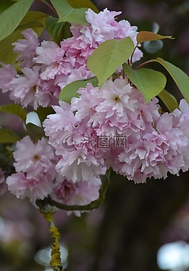 性質,花,花園