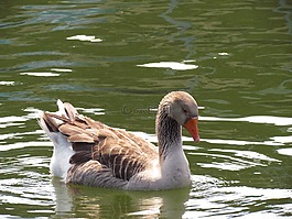 鵝,失去了,湖