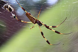 蜘蛛,web,蜘蛛網(wǎng)