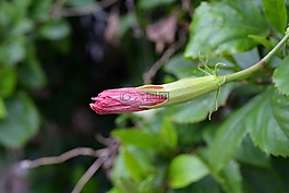 槿,花,紅色