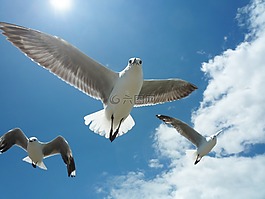 海鷗,天空,藍(lán)色