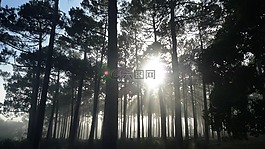 樹,薄霧,森林
