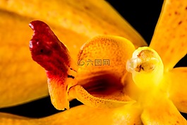 蘭花,花,開花