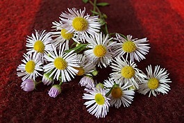 鮮花,裝修,組成