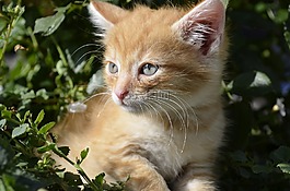 小貓,貓,動物