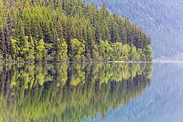 鲍曼湖,反思,树