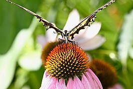 帝王蝶,花園,蝴蝶