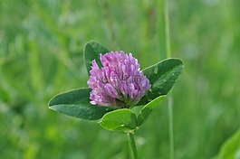 三葉草按鈕,紫,花園