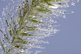 葉草,水,水下