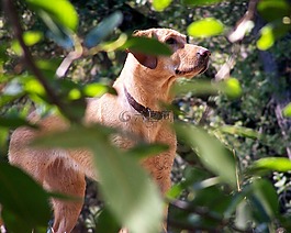 美國(guó)的拉布拉多犬,狗,紅狐貍