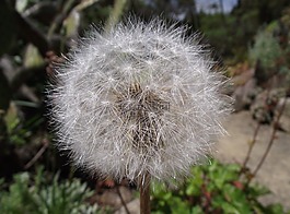 agoseris 廣玉蘭,加州蒲公英,bigflower agoseris