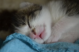 睡眠,寶貝貓,小貓