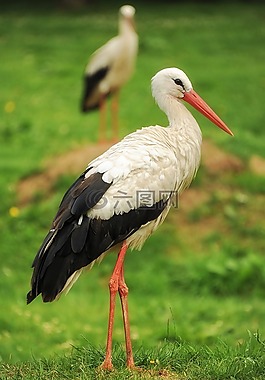 鸛,鳥,性質(zhì)