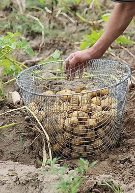 生物,馬鈴薯,收獲