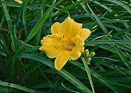 黃花菜,百合,芽