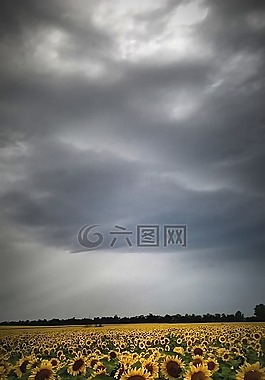 向日葵,天氣,光