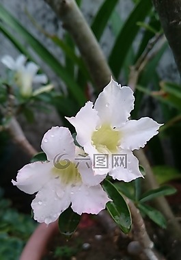 沙漠玫瑰,植物,花
