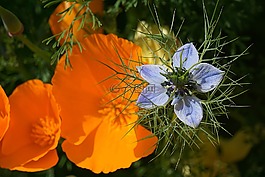 黑種草,花,大馬士革 nigella