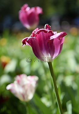 郁金香,花,開花