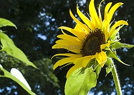 向日葵,黃色,花