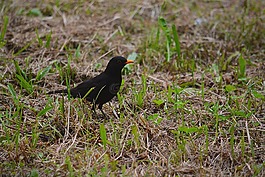梅爾,鳥,動(dòng)物
