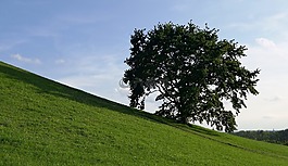 樹,希爾,坡
