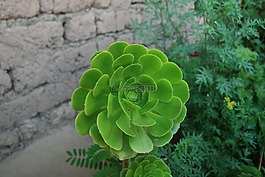 多肉植物,廠,多汁