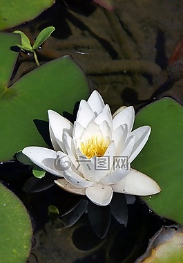 睡蓮,開(kāi)花,池塘