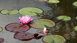 睡莲,开花,池塘
