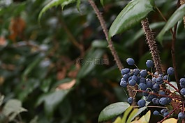 漿果,秋,秋天