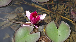 睡蓮,開(kāi)花,池塘