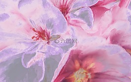鮮花,畫(huà),圖稿