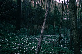 日出,黃昏,鮮花