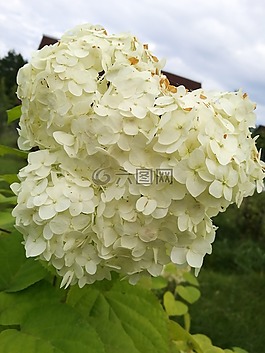 繡球花,宏,鮮花