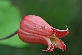 猩紅,leatherflower,紅色