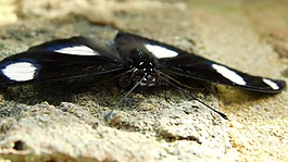 蝴蝶,翅膀,bug