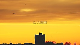 結(jié)構(gòu),背光,鳥