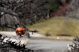 冬天,日本,樹